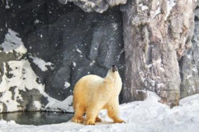 WWF德国分会警告：大约有100万动植物物种可能在未来10年灭绝